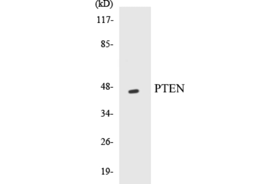 Western Blot - PTEN Cell Based ELISA Kit (CB5593) - Antibodies.com
