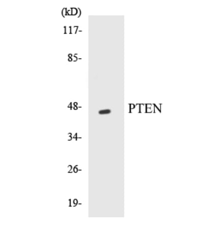 Western Blot - PTEN Cell Based ELISA Kit (CB5593) - Antibodies.com