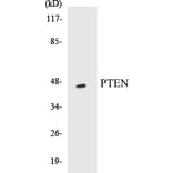 Western Blot - PTEN Cell Based ELISA Kit (CB5593) - Antibodies.com