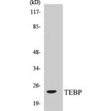 Western Blot - TEBP Cell Based ELISA Kit (CB5677) - Antibodies.com
