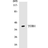 Western Blot - TOB1 Cell Based ELISA Kit (CB5697) - Antibodies.com