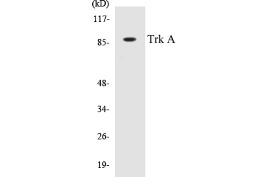 Western Blot - TrkA Cell Based ELISA Kit (CB5703) - Antibodies.com