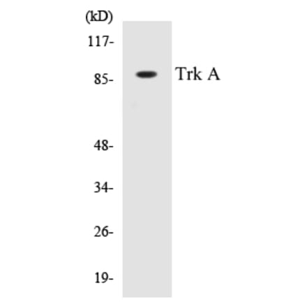 Western Blot - TrkA Cell Based ELISA Kit (CB5703) - Antibodies.com