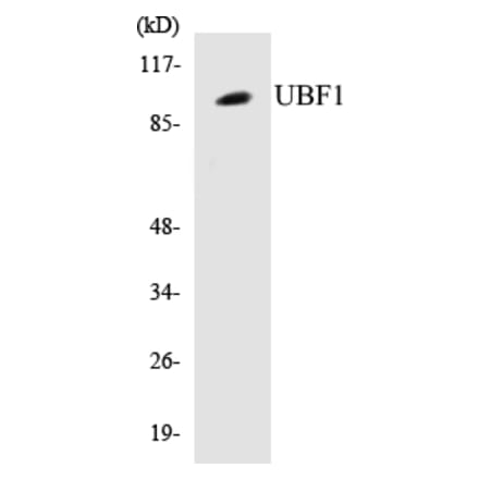 Western Blot - UBF1 Cell Based ELISA Kit (CB5714) - Antibodies.com
