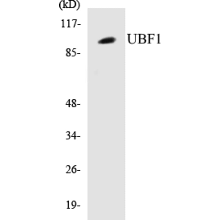 Western Blot - UBF1 Cell Based ELISA Kit (CB5714) - Antibodies.com