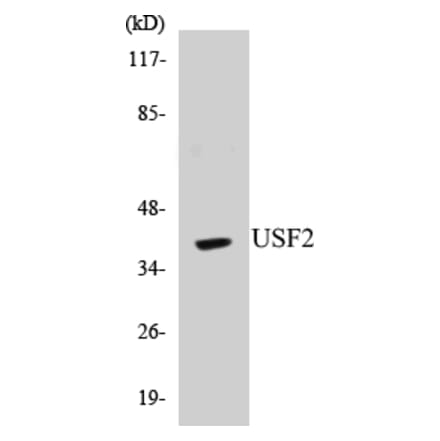 Western Blot - USF2 Cell Based ELISA Kit (CB5715) - Antibodies.com