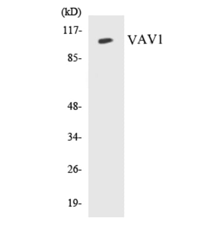 Western Blot - VAV1 Cell Based ELISA Kit (CB5717) - Antibodies.com