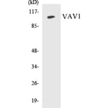 Western Blot - VAV1 Cell Based ELISA Kit (CB5717) - Antibodies.com