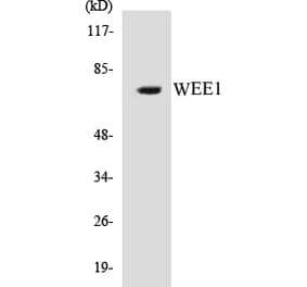 Western Blot - WEE1 Cell Based ELISA Kit (CB5729) - Antibodies.com