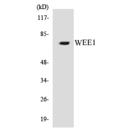 Western Blot - WEE1 Cell Based ELISA Kit (CB5729) - Antibodies.com