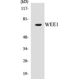 Western Blot - WEE1 Cell Based ELISA Kit (CB5729) - Antibodies.com