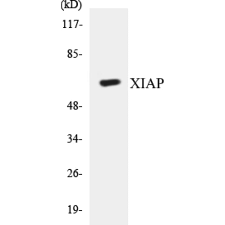 Western Blot - XIAP Cell Based ELISA Kit (CB5732) - Antibodies.com