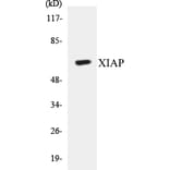 Western Blot - XIAP Cell Based ELISA Kit (CB5732) - Antibodies.com