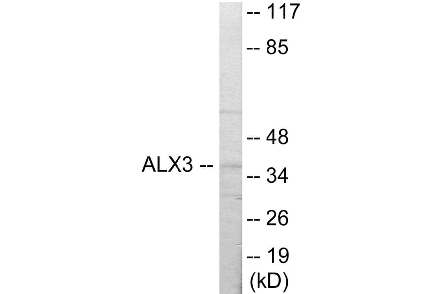 Western Blot - ALX3 Cell Based ELISA Kit (CB5815) - Antibodies.com