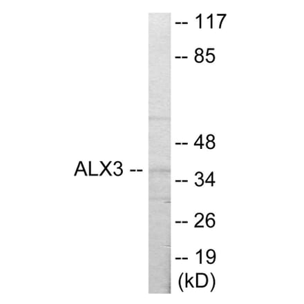 Western Blot - ALX3 Cell Based ELISA Kit (CB5815) - Antibodies.com