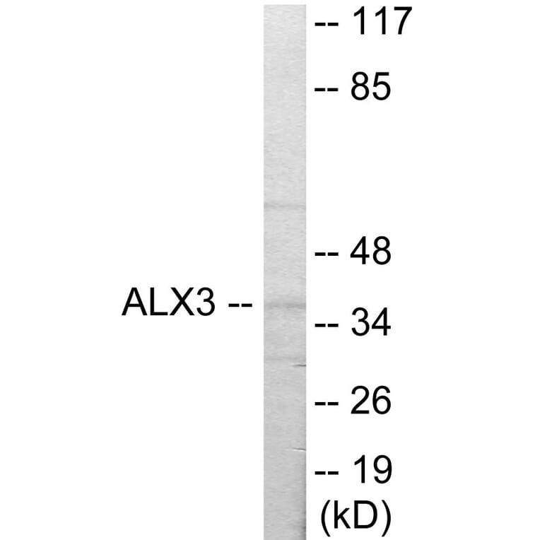 Western Blot - ALX3 Cell Based ELISA Kit (CB5815) - Antibodies.com