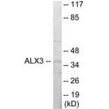 Western Blot - ALX3 Cell Based ELISA Kit (CB5815) - Antibodies.com