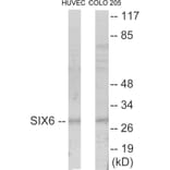 Western Blot - SIX6 Cell Based ELISA Kit (CB5822) - Antibodies.com