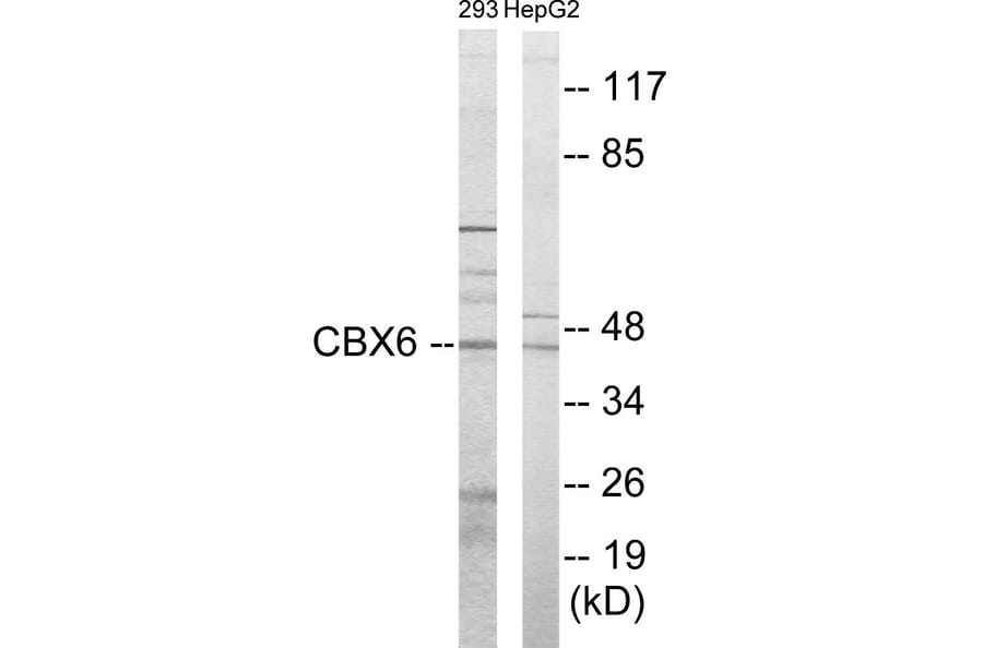 Western Blot - CBX6 Cell Based ELISA Kit (CB5823) - Antibodies.com