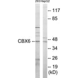 Western Blot - CBX6 Cell Based ELISA Kit (CB5823) - Antibodies.com
