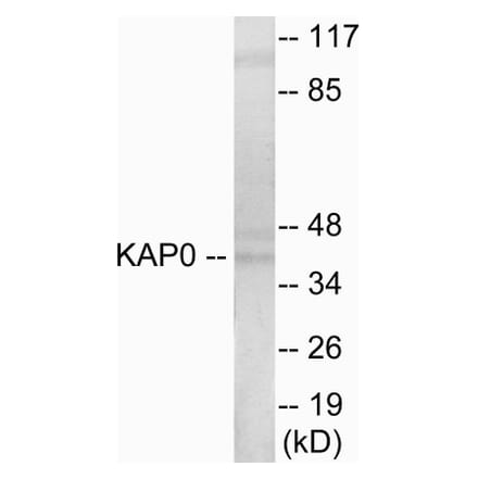 Western Blot - KAP0 Cell Based ELISA Kit (CB5838) - Antibodies.com