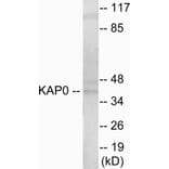 Western Blot - KAP0 Cell Based ELISA Kit (CB5838) - Antibodies.com