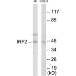 Western Blot - IRF2 Cell Based ELISA Kit (CB5841) - Antibodies.com