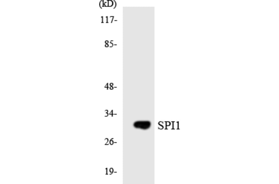 Western Blot - SPI1 Cell Based ELISA Kit (CB5849) - Antibodies.com
