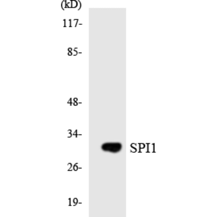 Western Blot - SPI1 Cell Based ELISA Kit (CB5849) - Antibodies.com