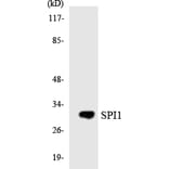 Western Blot - SPI1 Cell Based ELISA Kit (CB5849) - Antibodies.com