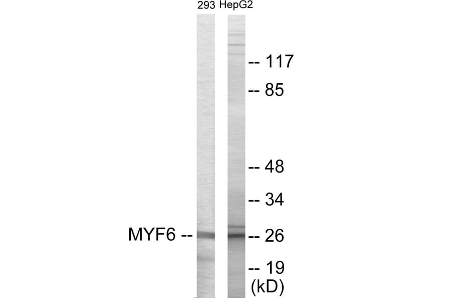 Western Blot - MYF6 Cell Based ELISA Kit (CB5859) - Antibodies.com