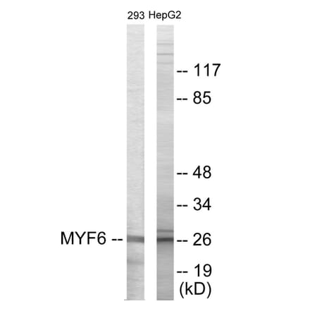 Western Blot - MYF6 Cell Based ELISA Kit (CB5859) - Antibodies.com