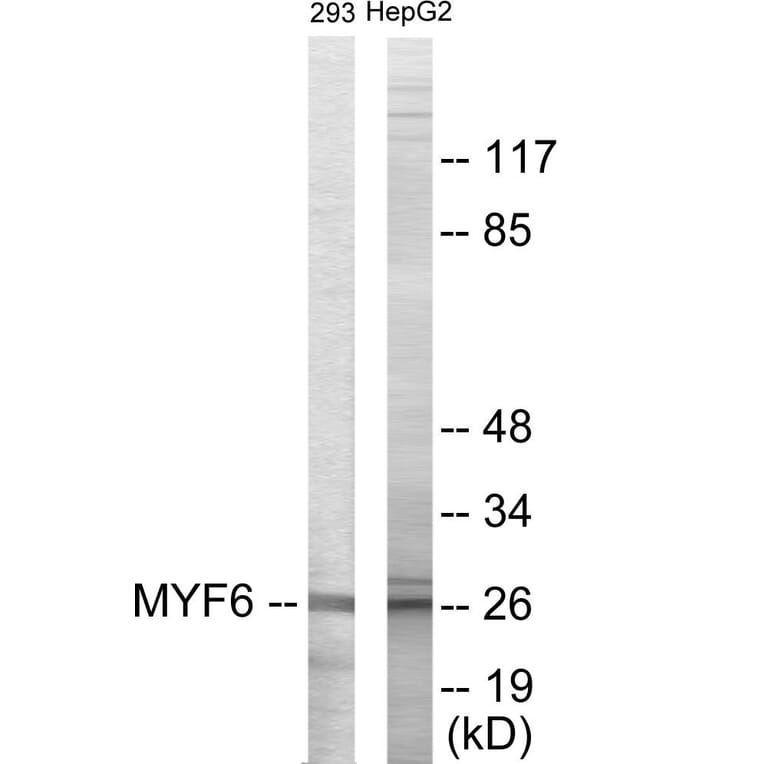 Western Blot - MYF6 Cell Based ELISA Kit (CB5859) - Antibodies.com