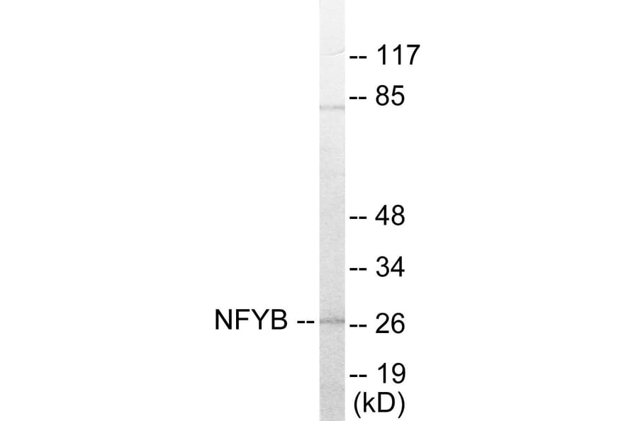 Western Blot - NFYB Cell Based ELISA Kit (CB5864) - Antibodies.com