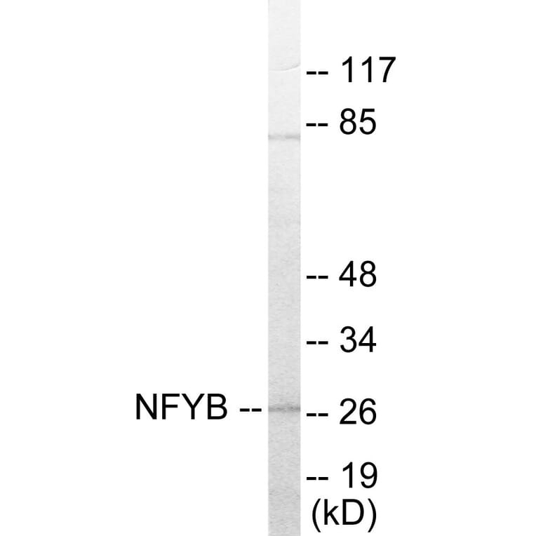 Western Blot - NFYB Cell Based ELISA Kit (CB5864) - Antibodies.com