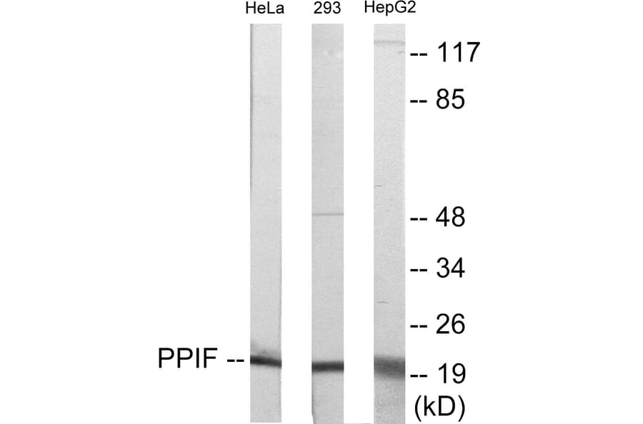 Western Blot - PPIF Cell Based ELISA Kit (CB5872) - Antibodies.com