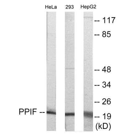 Western Blot - PPIF Cell Based ELISA Kit (CB5872) - Antibodies.com