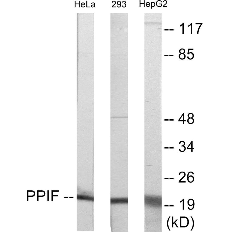 Western Blot - PPIF Cell Based ELISA Kit (CB5872) - Antibodies.com