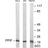 Western Blot - PPIF Cell Based ELISA Kit (CB5872) - Antibodies.com