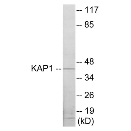 Western Blot - KAP1 Cell Based ELISA Kit (CB5875) - Antibodies.com