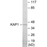 Western Blot - KAP1 Cell Based ELISA Kit (CB5875) - Antibodies.com