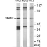 Western Blot - GRK5 Cell Based ELISA Kit (CB5877) - Antibodies.com
