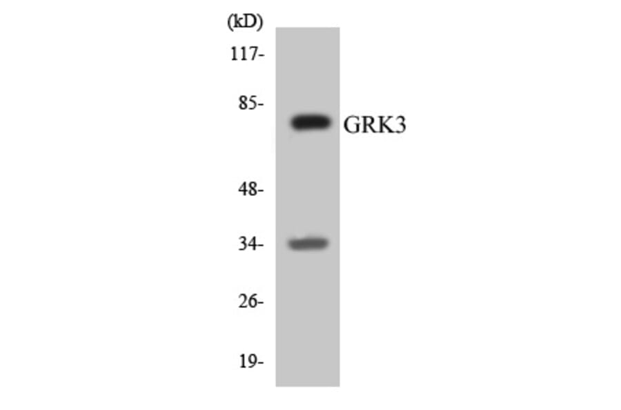 Western Blot - GRK3 Cell Based ELISA Kit (CB5882) - Antibodies.com