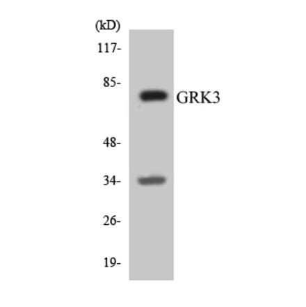 Western Blot - GRK3 Cell Based ELISA Kit (CB5882) - Antibodies.com