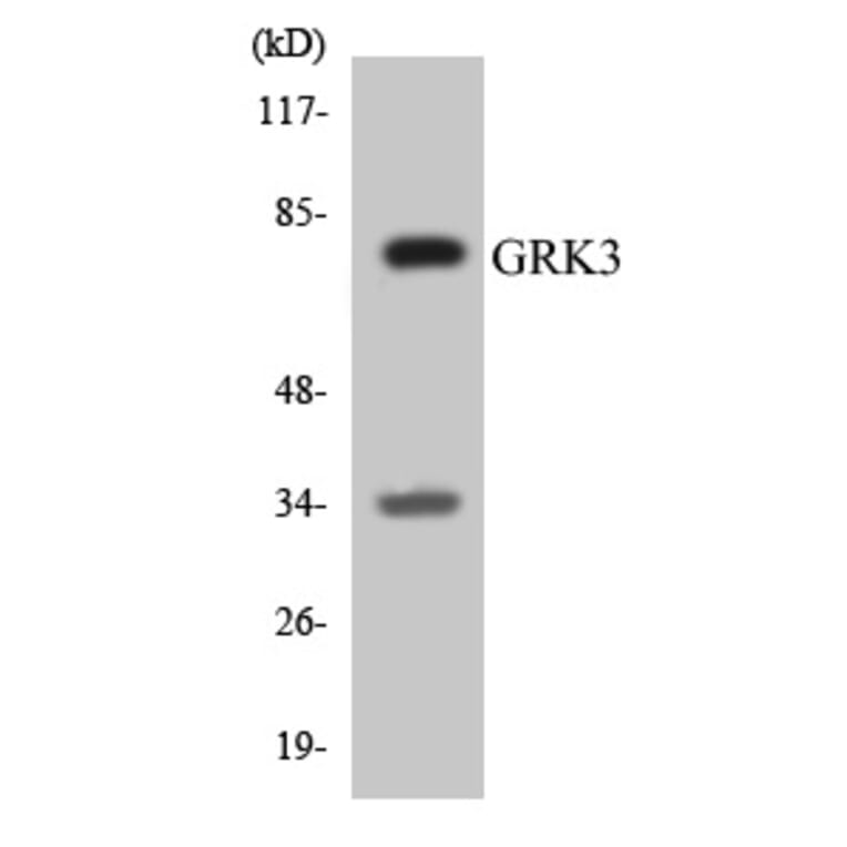 Western Blot - GRK3 Cell Based ELISA Kit (CB5882) - Antibodies.com