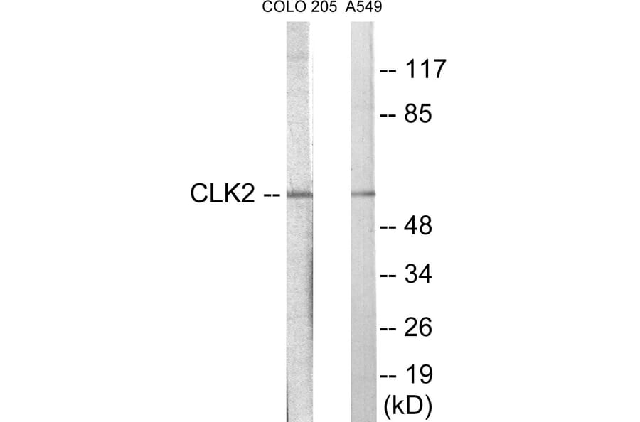 Western Blot - CLK2 Cell Based ELISA Kit (CB5902) - Antibodies.com
