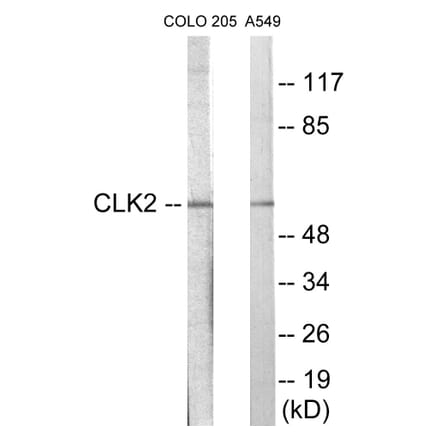 Western Blot - CLK2 Cell Based ELISA Kit (CB5902) - Antibodies.com