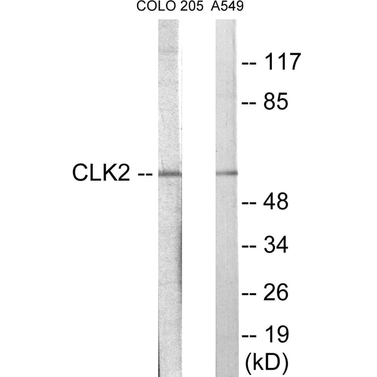 Western Blot - CLK2 Cell Based ELISA Kit (CB5902) - Antibodies.com