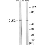 Western Blot - CLK2 Cell Based ELISA Kit (CB5902) - Antibodies.com