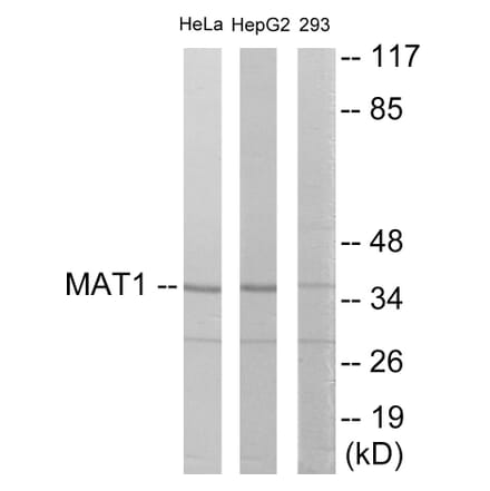 Western Blot - MAT1 Cell Based ELISA Kit (CB5910) - Antibodies.com